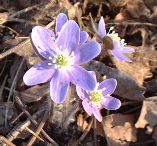 hepatica