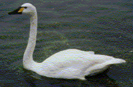 swan